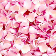 Puteri intan juliana band kembara zapin ppnj ' memartabatkan irama. Kelopak Bunga Mawar Asli Rose Petal Pink Siraman Hiasan Tabur Bunga Shopee Indonesia