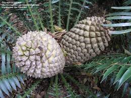 Image result for Encephalartos schmitzii