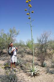 Image result for Tragia lasiophylla