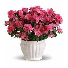Azalea In Ceramic Pot Pink Azaleas Azalea Flower Flower Pots