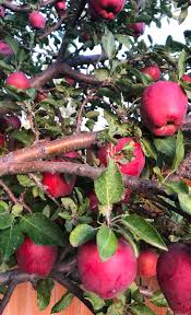 We did not find results for: How When Why To Prune Apple Trees Lawnstarter