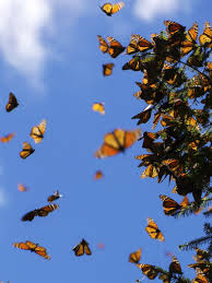 Blue butterfly soft cute aesthetic goth kawaii. How Monarchs Make It To Mexico Without A Map Futurity Butterfly Wallpaper Butterfly Wallpaper Iphone Aesthetic Wallpapers