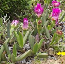 Image result for Carpobrotus
