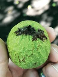 Image result for Walnut blight