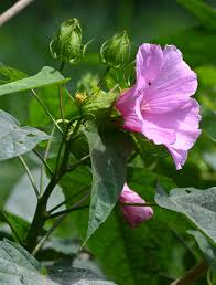 Image result for Hibiscus ludwigii