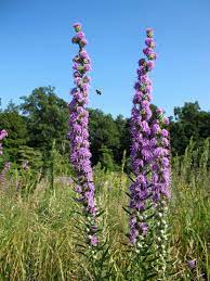 Nice To Have A Few Unique Statement Plants Blazing Star Gayfeather Is Awesome Liatris Plants Blazing Star Flower