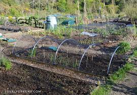 A lot of it depends upon how humane you want to be. 12 Effective Ways To Keep Birds Out Of The Vegetable Garden Lovely Greens