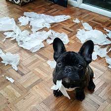You can stop your search and come to the tor search engine. Thank God You Re Home We Re Out Of Toilet Paper Tag A Friend Who Need To See This Cutie Bulldog Puppies French Bulldog Puppies French Dogs