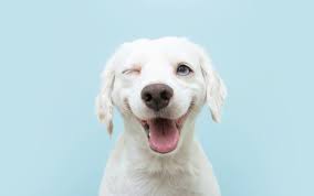 Our new philadelphia location has been serving the tuscarawas county community since july 2019. 80 White Dog Names For Snow Colored Pups Great Pet Care