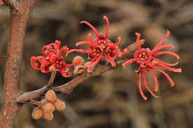 Image result for Hamamelis mollisi