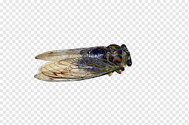 Cicadă — cicádă, cicade, s.f. Insect Graphy Locust Cicadas Bug Animals Insects Fauna Png Pngwing