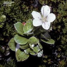 Image result for Humularia pseudo aeschynomene