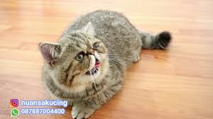 Kucing exotic shorthair bulunya pendek tapi lebih panjang dari jenis kucing shorthair lainnya. Kucing Exotic Short Hair Youtube
