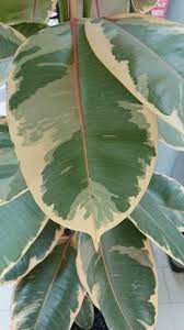 'robusta' is the most common with large, solid green foliage. Ficus Elastica Rubber Plant Guide Our House Plants