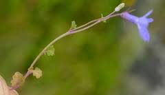 Image result for Lobelia trullifolia