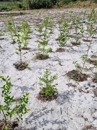 Image result for Coffea salvatrix