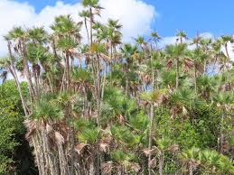 Image result for Acoelorrhaphe wrightii