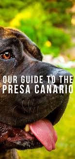 Check spelling or type a new query. Presa Canario Can This Guard Dog Make A Good Family Pet Too