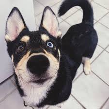 Maybe you would like to learn more about one of these? All Pets Hospital