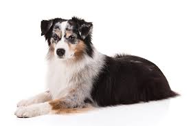 We did not find results for: Miniature American Shepherd Dog Breed Information