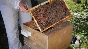 What you do is place your nuc box right next to where the new hive awaits. Vatorex A World With Bees