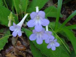Image result for Streptocarpus kamerunensis