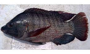 Namun, ikan nila juga bisa menjadi hama di setiap sungai dan danau di. Budidaya Ikan Nila Bisa Jadi Ladang Rezeki Berikut Fakta Fakta Yang Harus Diketahui Cermati Com