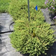 Image result for Jamesbrittenia burkeana