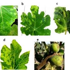 Fig leaf mosaic, leaf and fig necrotic spot are often symptoms of fmv infection(s). Symptoms On Leaves Showing Ring Spots A Vein Feathering And Ring Download Scientific Diagram