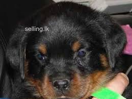 Find your desired breed of dog like labrador, rottweiler, golden retriever, beagle, german shepherd, doberman, puppies and other breeds near sri lanka only on ikman.lk! Rottweiler Dog Kurunegala Selling Lk Free Ads Sri Lanka In Sri Lanka