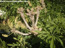 Image result for Cussonia corbisieri