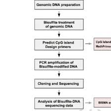 Flowchart Of Bisulfite Dna Sequencing Analysis Download