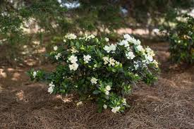 Image result for Gardenia