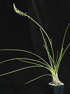 Image result for Secamone delagoensis