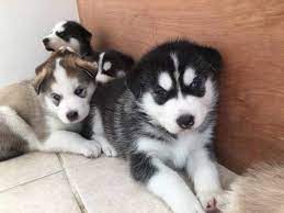 He was living life as a sled. Free Siberian Husky Puppies In Illinois Petsidi