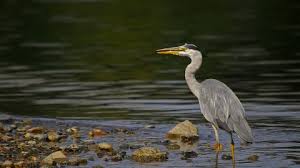 Crane bird pictures of herons and cranes. Grey Heron The Wildlife Trusts