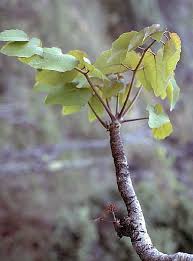 Image result for Araliaceae