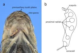 Image result for Liparis odontochilos