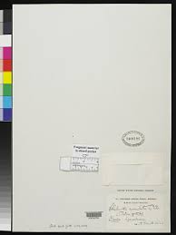 Image result for Aleuritopteris welwitschii