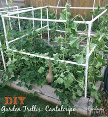 The pvc cucumber trellis is a cool way to grow your cucumbers. Diy Garden Trellis Part 2
