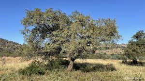 Image result for Acacia afra