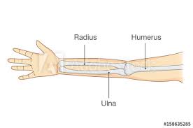 Learn about bone structure human anatomy with free interactive flashcards. Anatomy Of Normal Arm Bone Illustration About Human Body Part In Vector Style Buy This Stock Vector And Explore Similar Vectors At Adobe Stock Adobe Stock