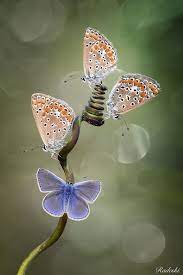 Licedini Insetti Fiori Natura