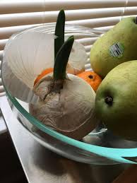 How to plant sprouted onions? A Sprouted Onion Can Still Be An Edible Onion Eat Or Toss