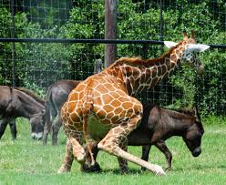 Giraffe Donkey Sex | please stop stealing this photo!!! this… | Flickr