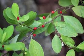 Image result for Erythroxylaceae