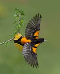 Birds That Look Like Baltimore Orioles 59 Trendy Bird Wings Baltimore Orioles Bird In 2020 Birds Oriole Bird