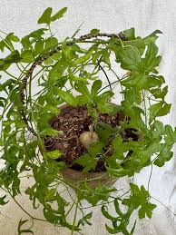 Image result for Kedrostis africana