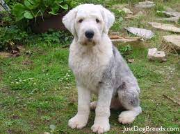 The old english sheepdog sheds a lot, which is why they aren't hypoallergenic. Doudou Old English Sheepdog Dog Breeds English Sheepdog Old English Sheepdog English Sheepdog Puppy