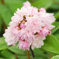 Image result for Deutzia hybrida Pink Pompon